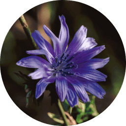 Fruktooligosacharidy